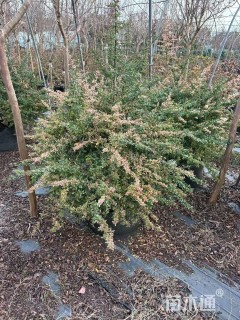 高度80厘米小丑火棘