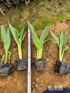 高度10厘米射干