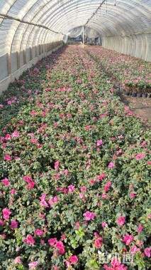 高度30厘米西洋杜鹃