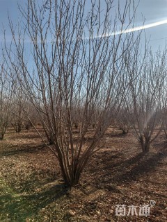 高度5厘米(4杆)丛生白蜡