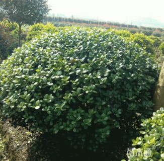 冠幅180厘米无刺枸骨球