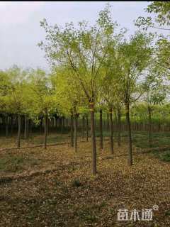 12公分金枝槐