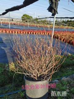 高度60厘米杞柳