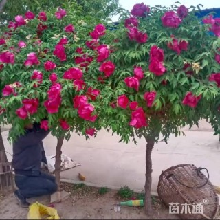 高度200厘米牡丹
