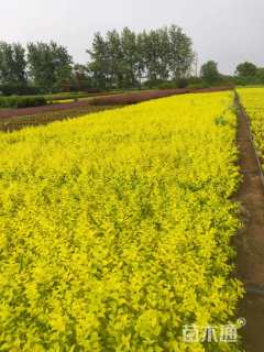 高度60厘米金叶女贞