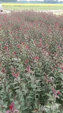 高度80厘米红叶李小苗