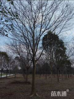18公分朴树