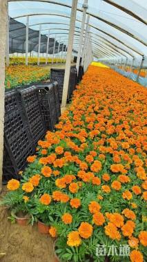 高度20厘米孔雀草