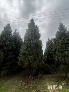 高度400厘米蓝冰柏