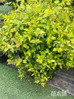 高度30厘米大花六道木