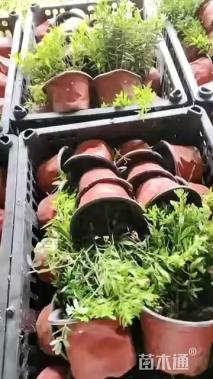 高度15厘米金叶满天星