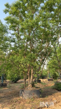 20公分(3杆)丛生乌桕