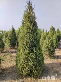 高度350厘米望都塔桧