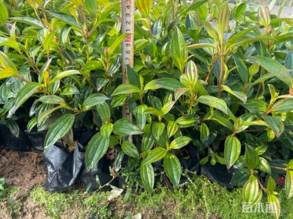 高度25厘米巴西野牡丹