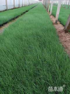 高度30厘米粉黛乱子草