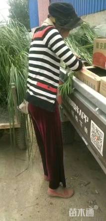 高度80厘米矮蒲苇