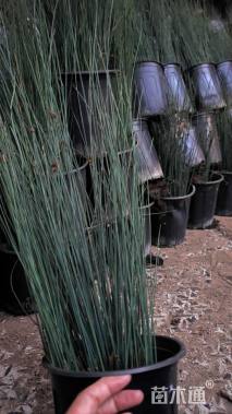 高度20厘米灯心草