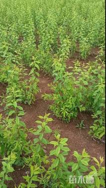 高度80厘米青脆李