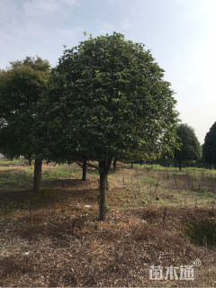 18公分桂花