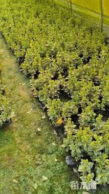 高度30厘米金边黄杨