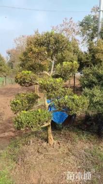 高度150厘米瓜子黄杨