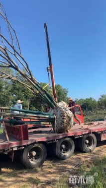 8公分(5杆)丛生朴树