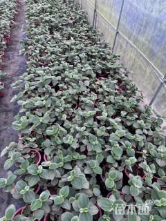 高度25厘米银毛野牡丹