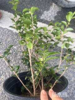 高度45厘米茶梅小苗