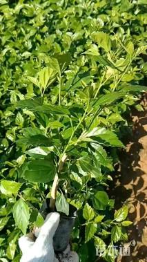 高度25厘米扶桑