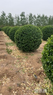 冠幅250厘米卫矛球