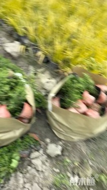 高度25厘米满天星