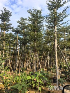 15公分小叶榄仁