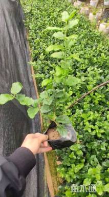 裸干高40厘米铁树