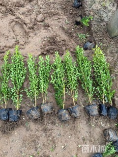 高度40厘米小叶黄杨