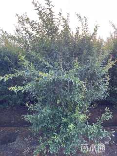 高度200厘米花石榴