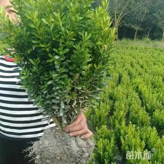 高度70厘米小叶黄杨小苗