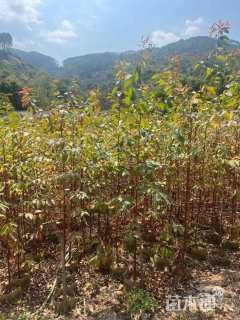 高度80厘米桉树小苗