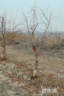 高度300厘米突尼斯软籽石榴