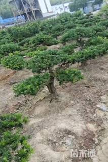 原生苗造型罗汉松