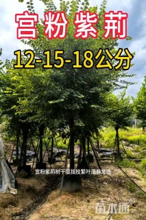 高度500厘米紫荆