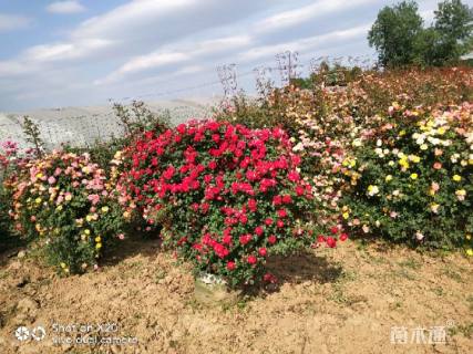 高度150厘米品种月季