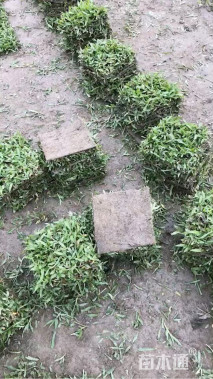 A-精品大叶油草
