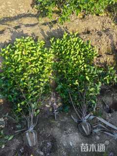 高度120厘米大叶黄杨