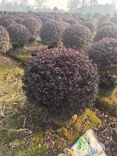 冠幅120厘米红继木球