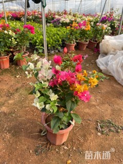 高度24厘米三角梅