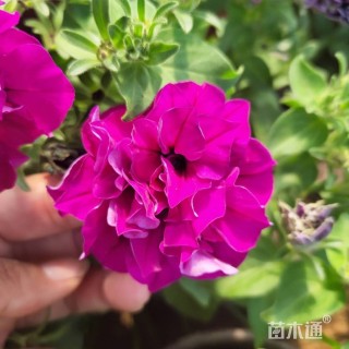 高度15厘米牵牛