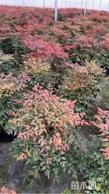 高度20厘米南天竹