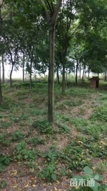 13公分朴树
