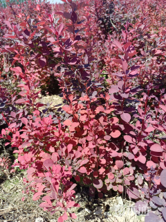 高度40厘米红叶小檗