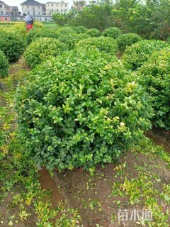 冠幅150厘米金叶女贞球